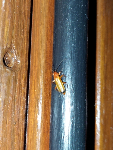 Common Red Soldier Beetle