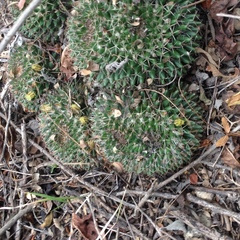 Mammillaria karwinskiana karwinskiana