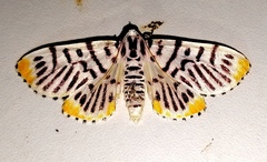 Polygrammodes maccalis