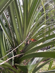 Pandanus gemmifer, photograph (c) Samuel Brown, some rights reserved (CC BY)