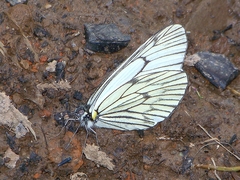 Aporia delavayi