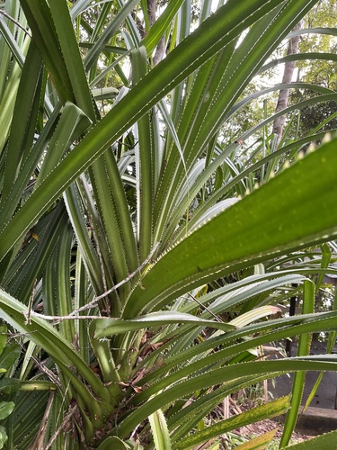 Pandanus gemmifer, photograph 5