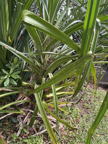 Pandanus gemmifer, photograph 6