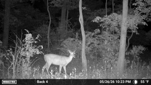 iNaturalist observation photo of White-tailed Deer