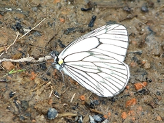 Aporia delavayi