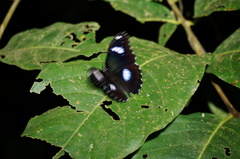 Hypolimnas bolina bolina