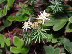 Sedum guadalajaranum
