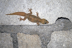 Hemidactylus murrayi