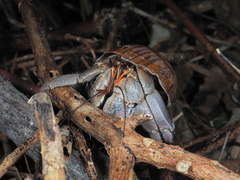 Coenobita cavipes