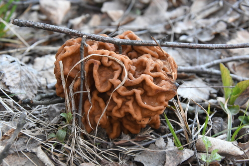 Didysis bobausis nuotrauka