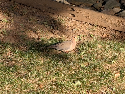Mourning Dove