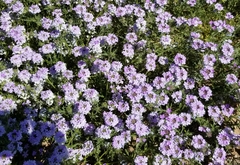 Glandularia latilobata
