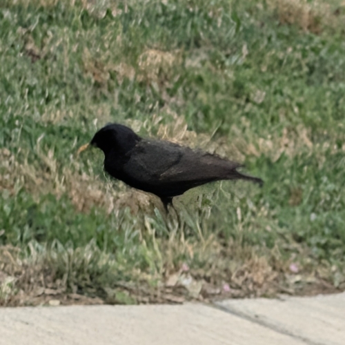 European Starling