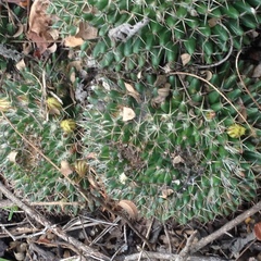 Mammillaria karwinskiana karwinskiana