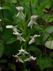 Habenaria entomantha