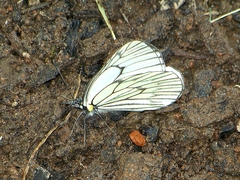 Aporia delavayi
