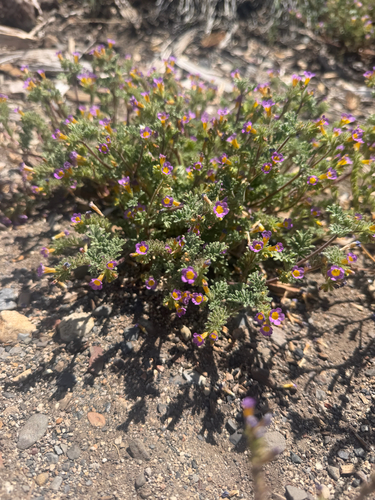 iNaturalist observation photo of two-colored phacelia