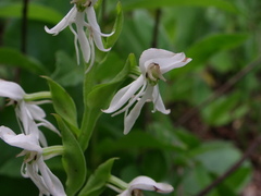 Habenaria entomantha