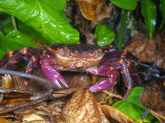 Geograpsus grayi