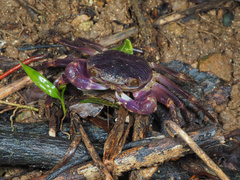 Geograpsus grayi