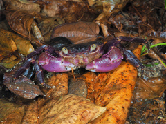 Geograpsus grayi