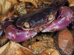 Geograpsus grayi
