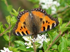 Aglais urticae chinensis