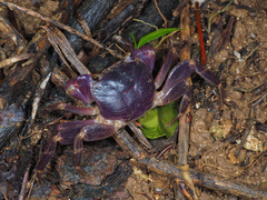 Geograpsus grayi