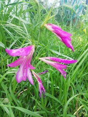 Gladiolus italicus
