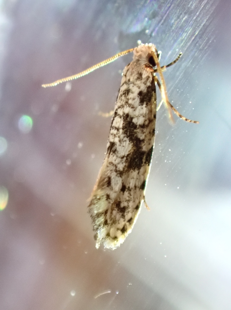 Nemapogon acapnopennella