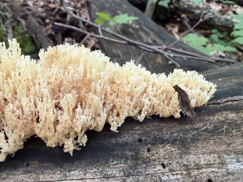 crown-tipped coral fungus · June 2026 · photo: Photo: (c) Amy MacPherson, some rights reserved (CC BY-SA) · iNaturalist