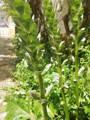 Acanthus mollis