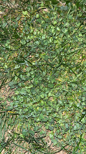 Trifolium micranthum, 2026-06-19