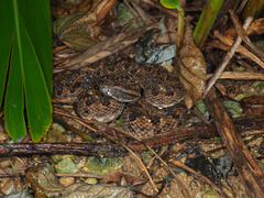 Protobothrops elegans