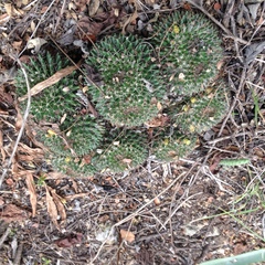 Mammillaria karwinskiana karwinskiana