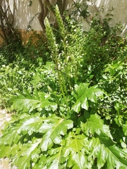 Acanthus mollis