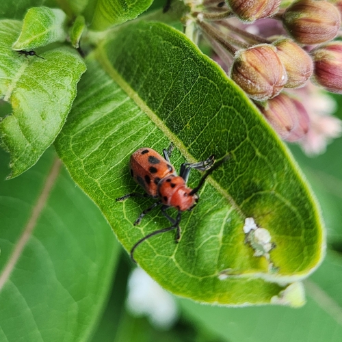Red Milkweed Beetle