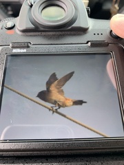 Petrochelidon pyrrhonota