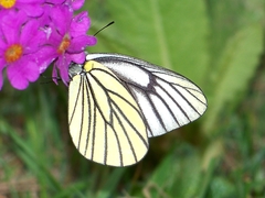 Aporia bieti