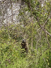 Marmota monax