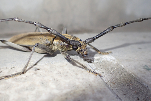 Neocerambyx raddei