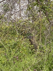 Marmota monax