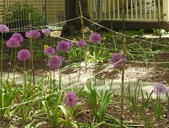 Allium