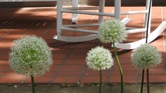 Allium