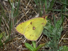 Colias poliographus