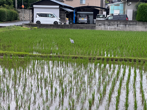 Eastern Grey Heron