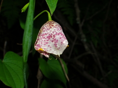 Tigridia meleagris