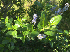 Ceanothus thyrsiflorus thyrsiflorus