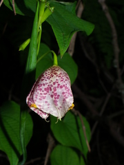 Tigridia meleagris