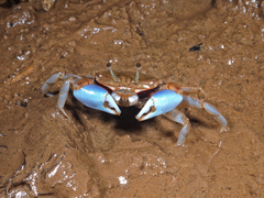 Macrophthalmus pacificus